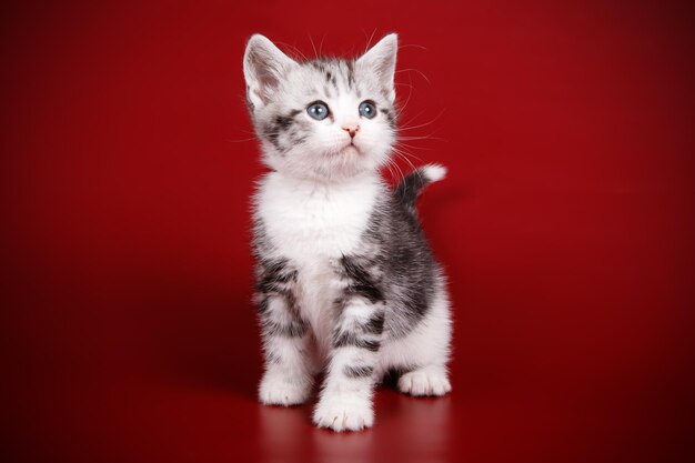 Studio photography of an American shorthair cat on colored backgrounds