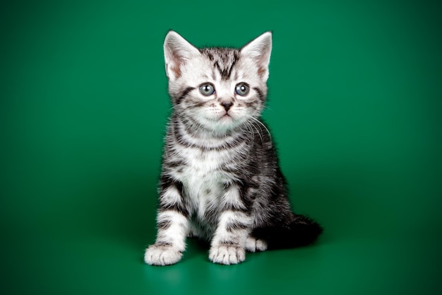 Studio photography of an American shorthair cat on colored backgrounds