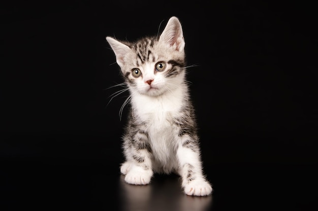 Studio photography of an American shorthair cat on colored backgrounds