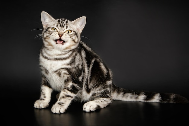 色付きの背景にアメリカンショートヘアの猫のスタジオ撮影