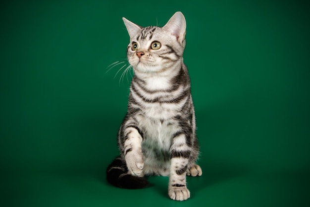 Studio photography of an American shorthair cat on colored backgrounds