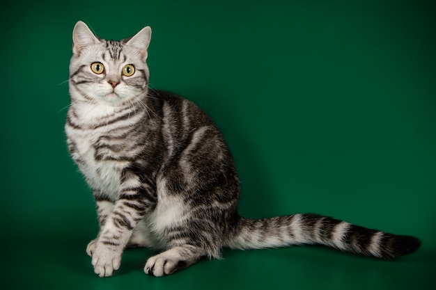 色付きの背景にアメリカンショートヘアの猫のスタジオ撮影