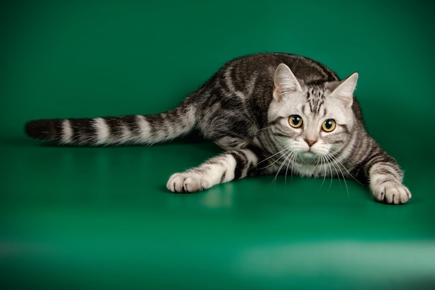 色付きの背景にアメリカンショートヘアの猫のスタジオ撮影