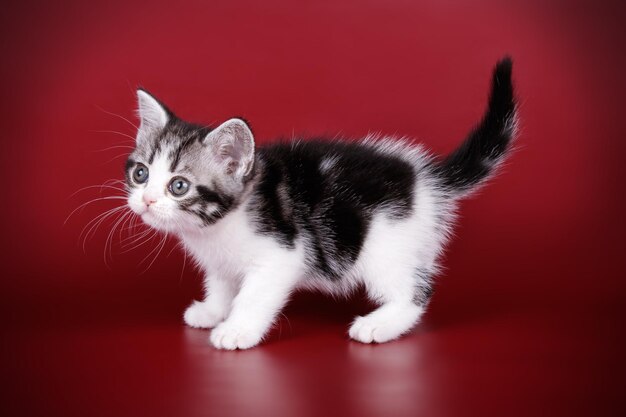 Studio photography of an American shorthair cat on colored backgrounds