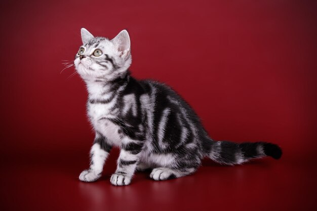 Studio photography of an American shorthair cat on colored backgrounds