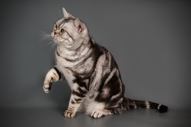 Studio photography of an American shorthair cat on colored backgrounds