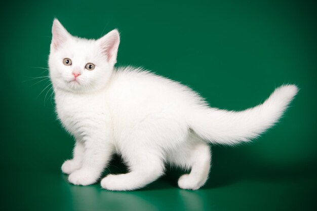 Photo studio photography of an american shorthair cat on colored backgrounds