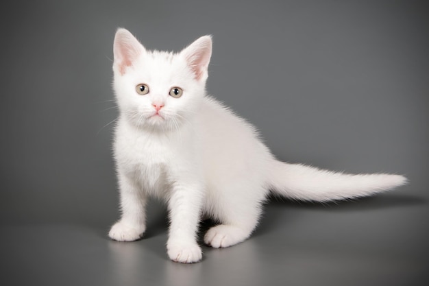 色付きの背景にアメリカンショートヘアの猫のスタジオ撮影