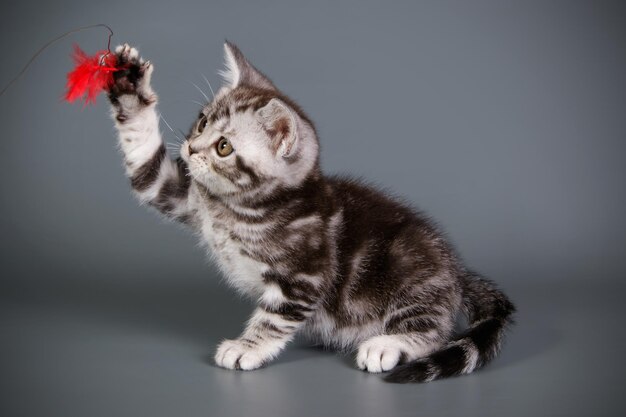 Studio photography of an American shorthair cat on colored backgrounds