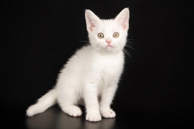 色付きの背景にアメリカンショートヘアの猫のスタジオ撮影