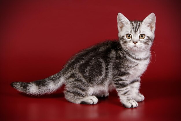 Studio photography of an American shorthair cat on colored backgrounds