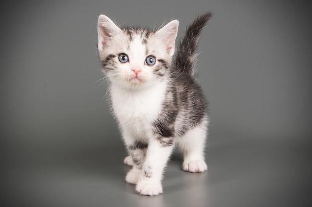 Studio photography of an American shorthair cat on colored backgrounds