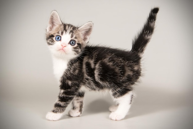 Studio photography of an American shorthair cat on colored backgrounds