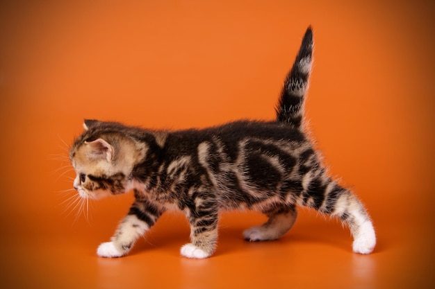 Studio photography of an American shorthair cat on colored backgrounds