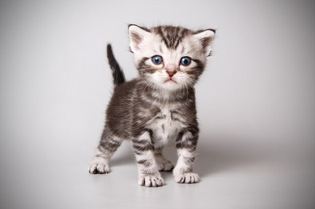 Studio photography of an American shorthair cat on colored backgrounds