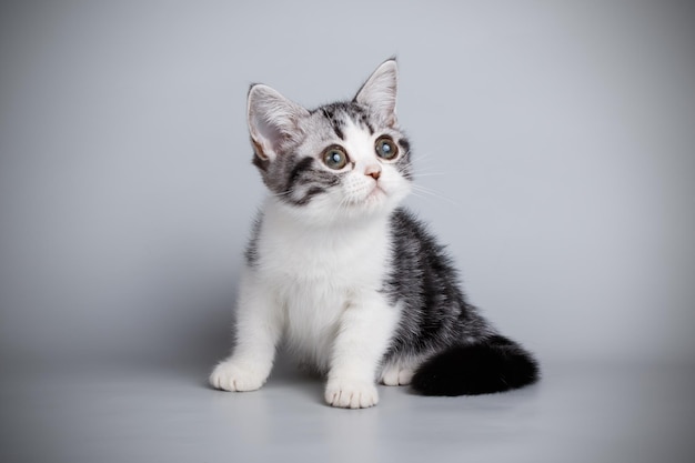 Studio photography of an American shorthair cat on colored backgrounds