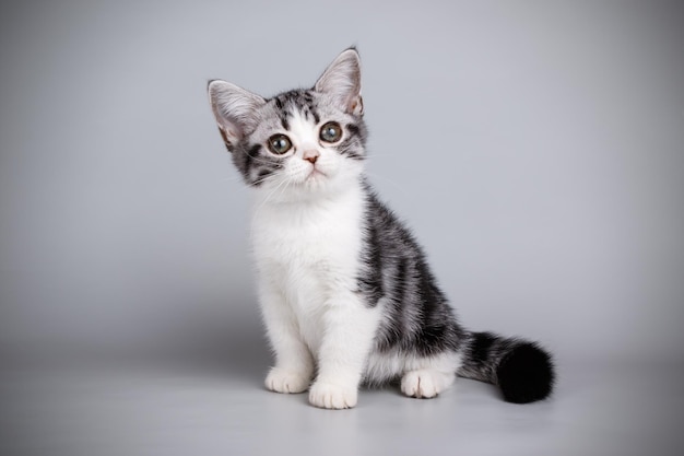 Studio photography of an American shorthair cat on colored backgrounds