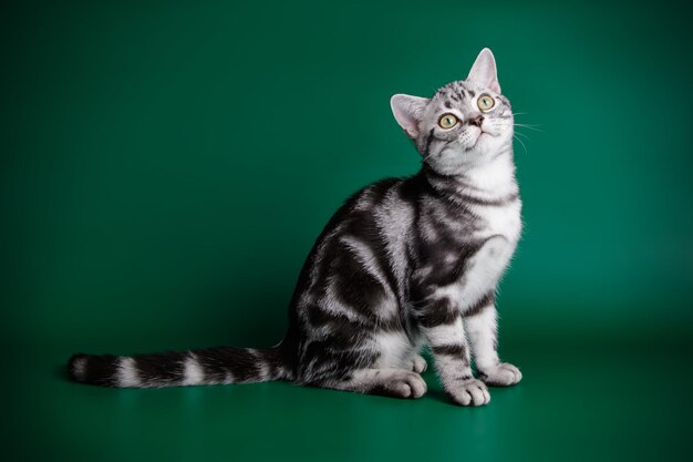 Studio photography of an American shorthair cat on colored backgrounds