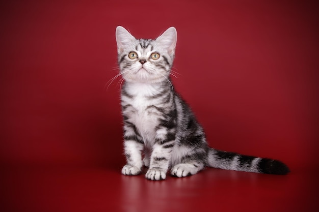 Studio photography of an American shorthair cat on colored backgrounds