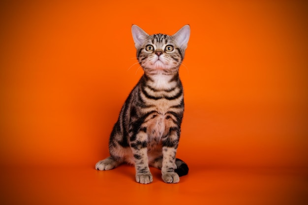 Studio photography of an American shorthair cat on colored backgrounds