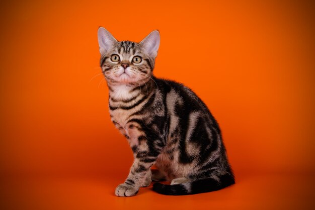 Studio photography of an American shorthair cat on colored backgrounds