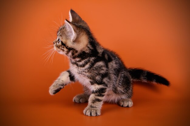 Studio photography of an American shorthair cat on colored backgrounds