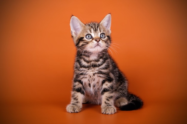 Studio photography of an American shorthair cat on colored backgrounds