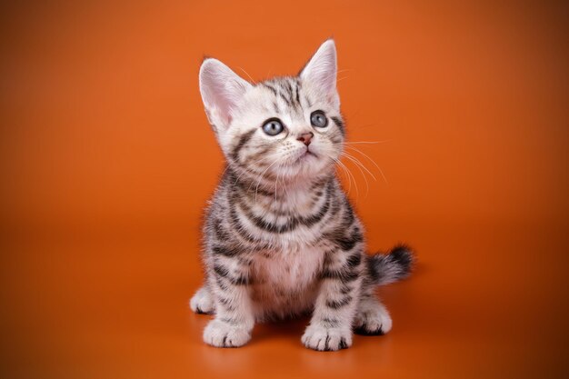 Studio photography of an American shorthair cat on colored backgrounds