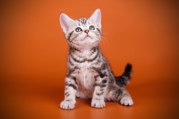 Studio photography of an American shorthair cat on colored backgrounds