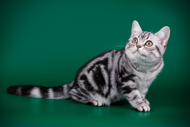 컬러 배경에 아메리칸 쇼트헤어 고양이의 스튜디오 사진
