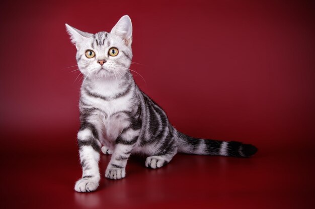 色付きの背景にアメリカンショートヘアの猫のスタジオ撮影