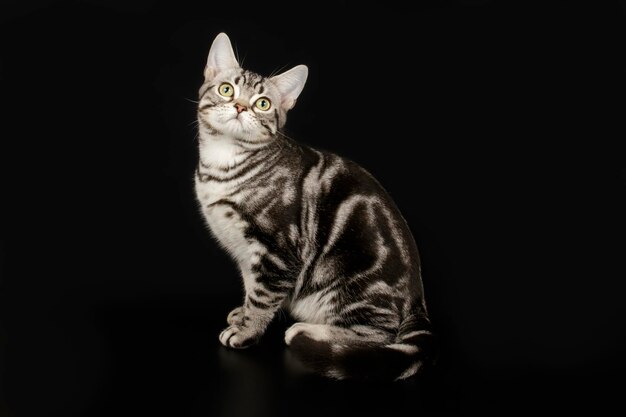 Studio photography of an American shorthair cat on colored backgrounds