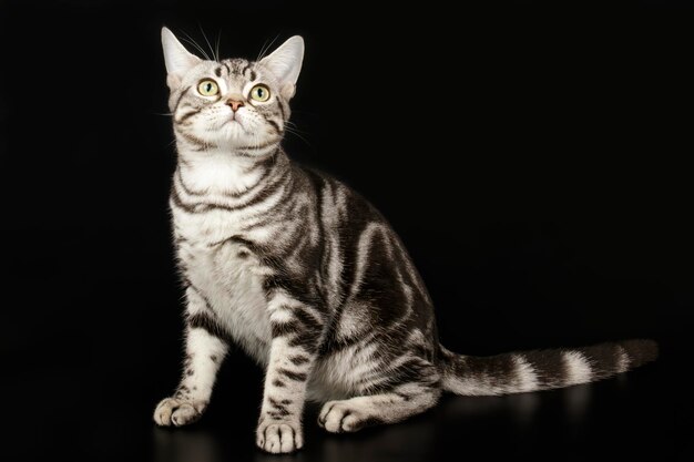 Studio photography of an American shorthair cat on colored backgrounds