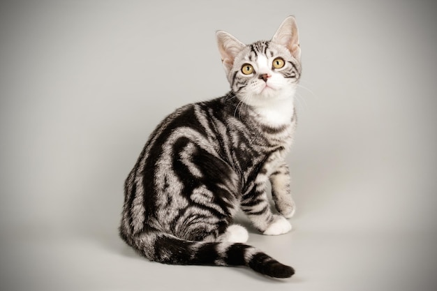 Studio photography of an American shorthair cat on colored backgrounds