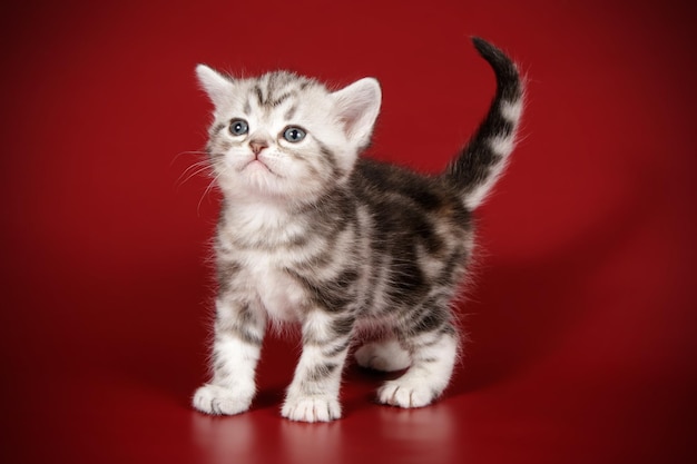 Studio photography of an American shorthair cat on colored backgrounds