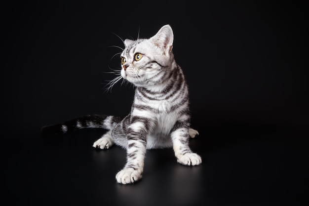 色付きの背景にアメリカンショートヘアの猫のスタジオ撮影