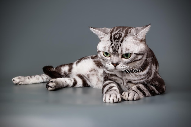 Studio photography of an American shorthair cat on colored backgrounds