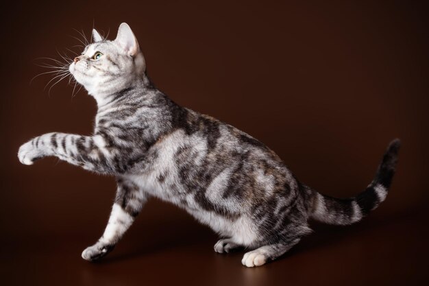 Studio photography of an American shorthair cat on colored backgrounds