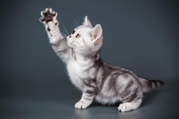 色付きの背景にアメリカンショートヘアの猫のスタジオ撮影