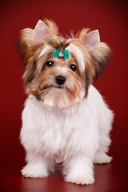 Fotografia in studio di un biewer yorkshire terrier su sfondi colorati