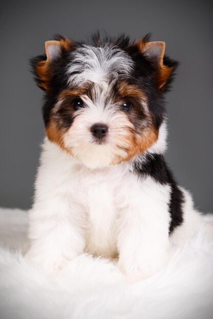 Studio photography of a Biewer Yorkshire Terrier on colored backgrounds