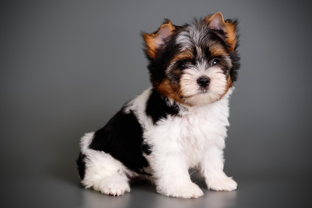 Studio photography of a Biewer Yorkshire Terrier on colored backgrounds