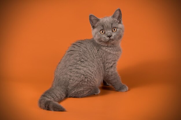 Студийная фотосъемка британской короткошерстной кошки на цветном фоне