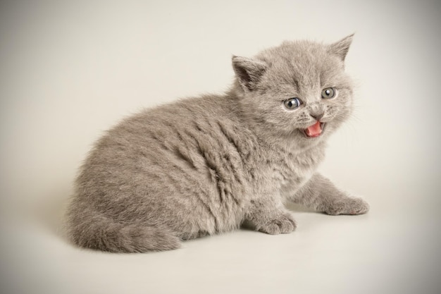 色付きの背景にブリティッシュショートヘアの猫のスタジオ撮影