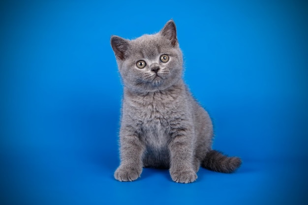 Studio photography of a british shorthair cat on colored backgrounds