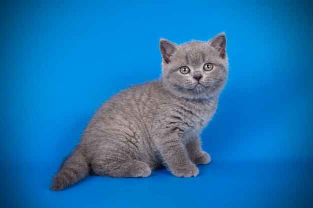 Studio photography of a british shorthair cat on colored backgrounds