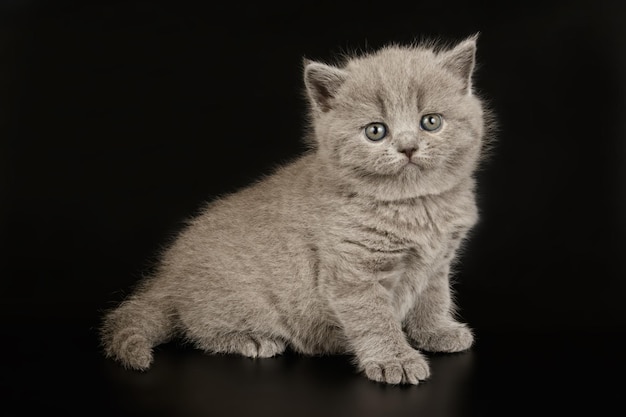 Студийная фотосъемка британской короткошерстной кошки на цветном фоне