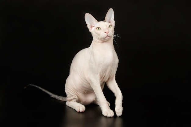 Studio photography of the don sphynx cat on colored backgrounds