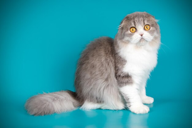 Studio photography of highland fold cat on colored backgrounds