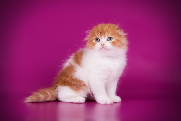 Studio photography of highland fold cat on colored backgrounds